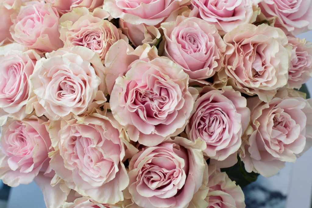 top-rose-picks-we love florists 