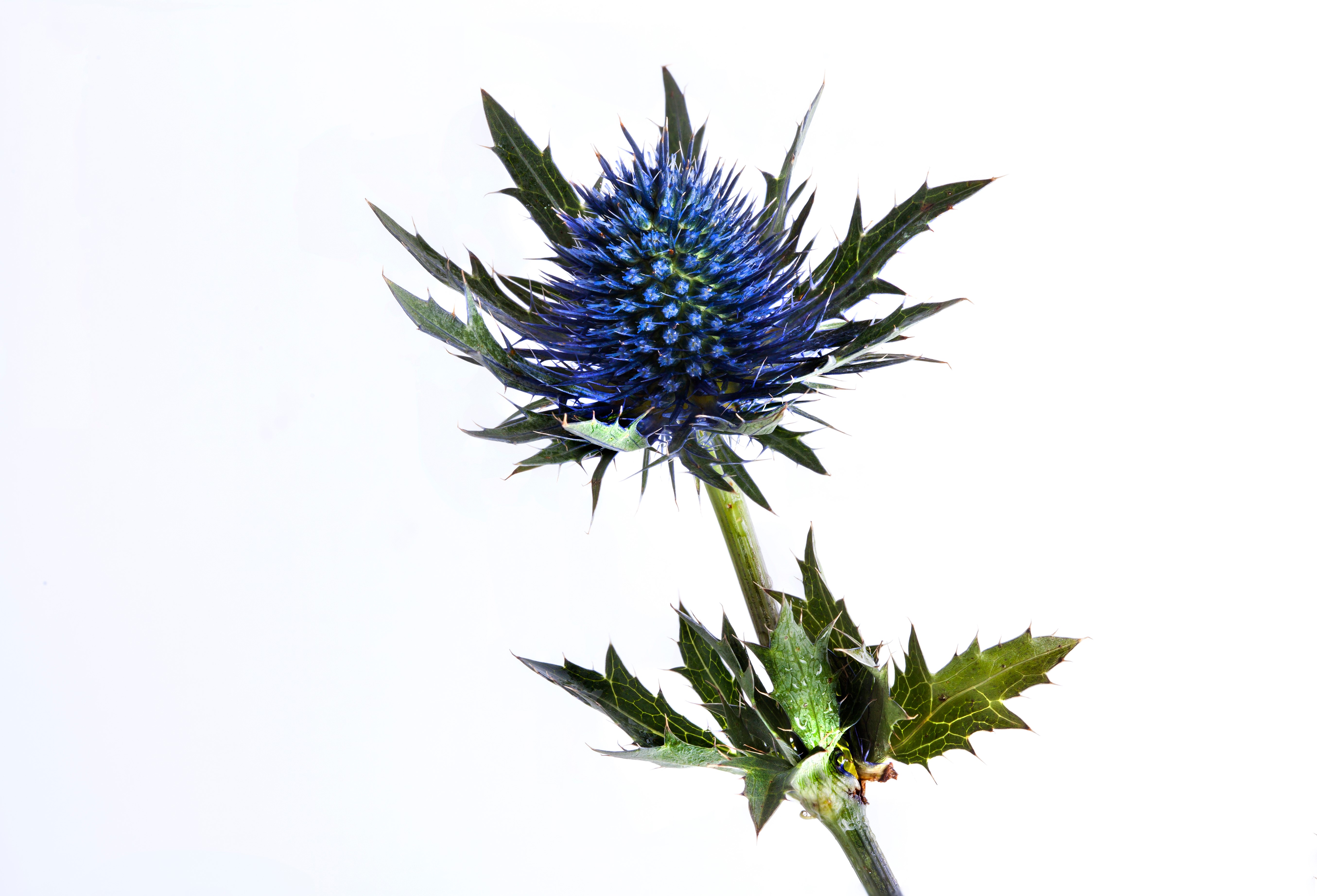 Blue Thistle - We Love Florists