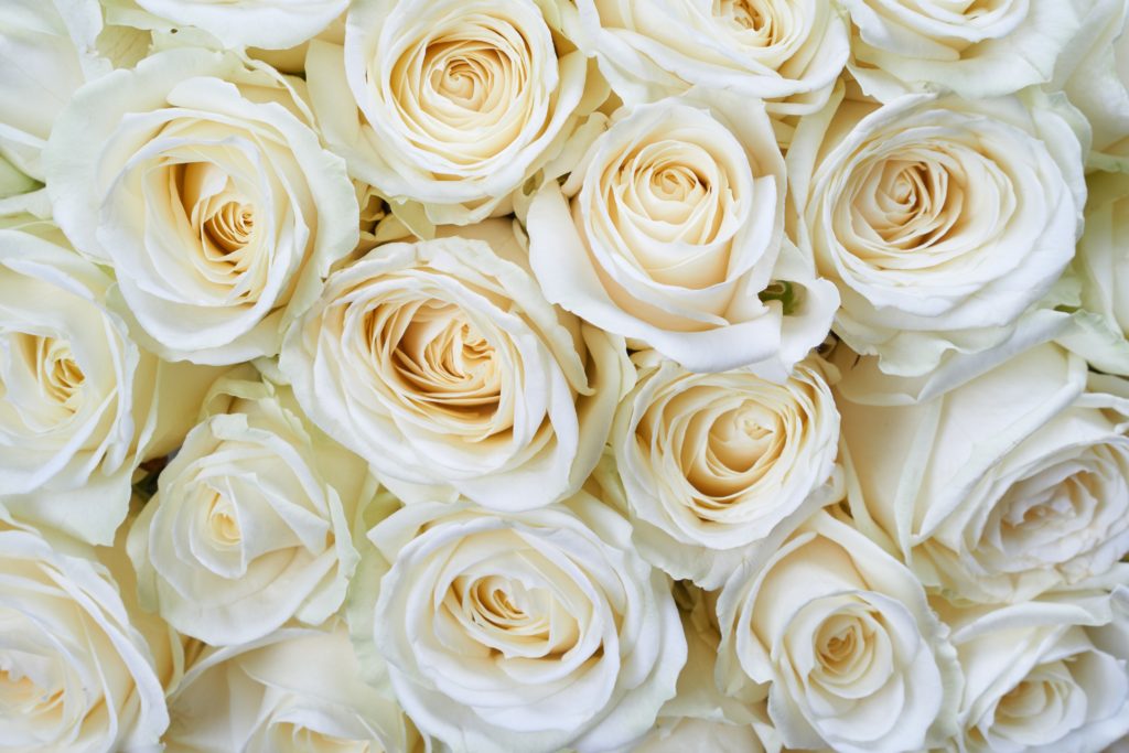 top-rose-picks-we love florists 