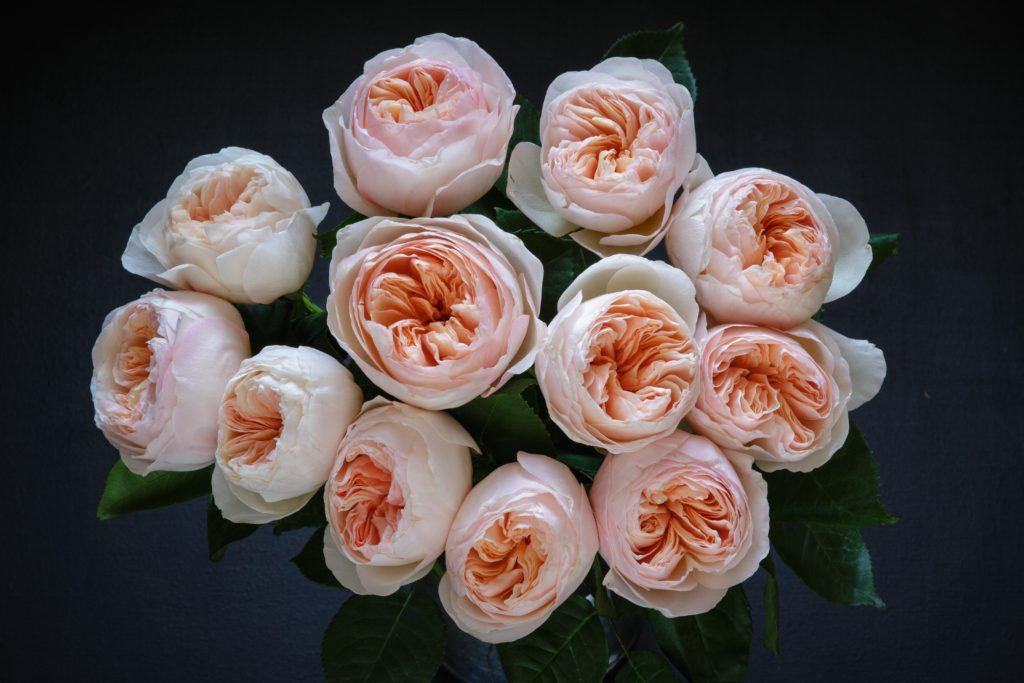 Top Rose Picks - We Love Florists