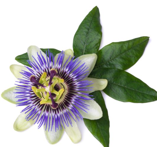 Passionflower florists personal favorite