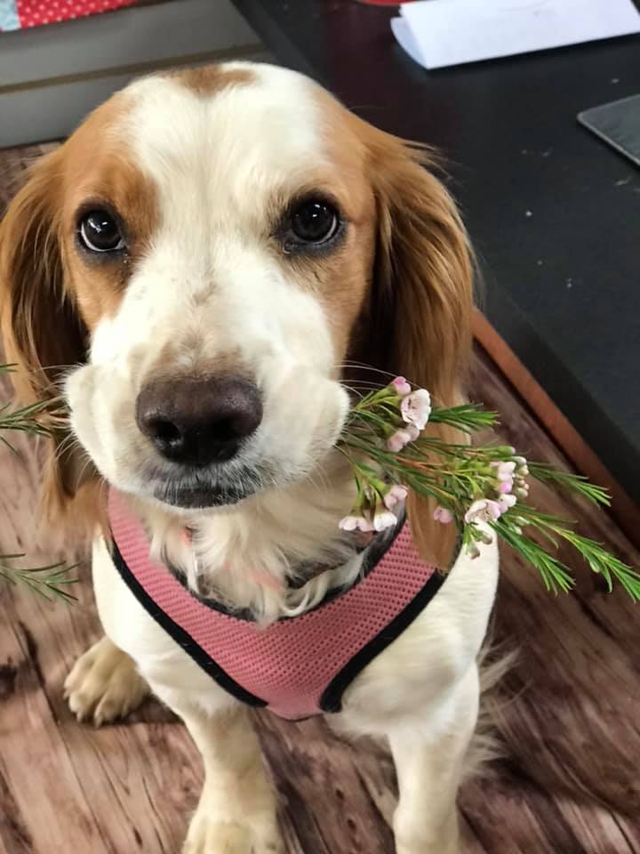 Florist Cute pets