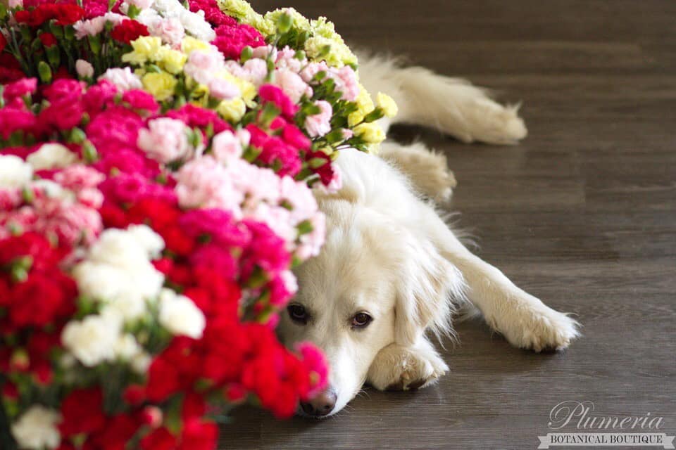 Flower Shop Dogs 