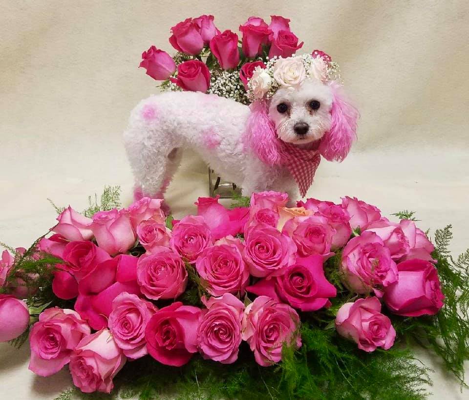 Flower Shop Poodle