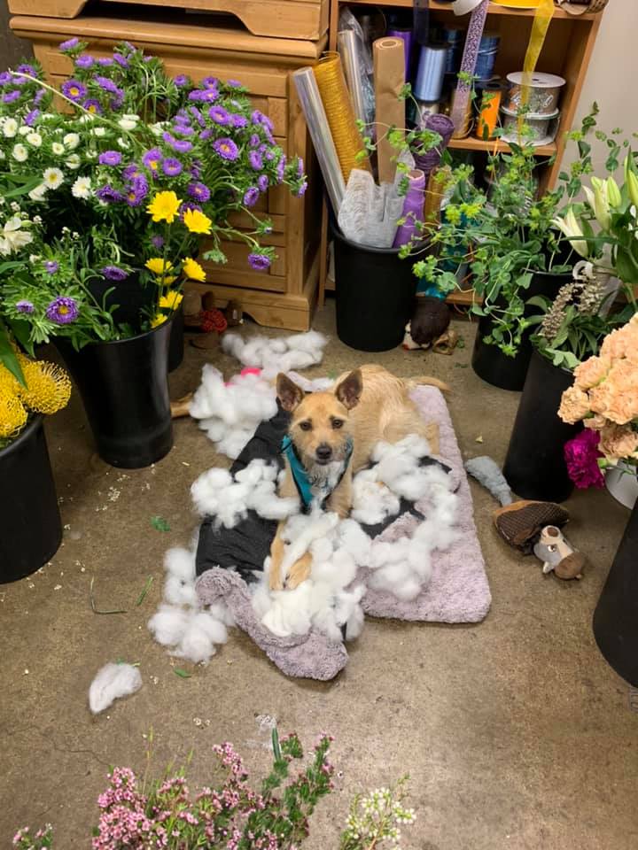 Flower Shop Dogs