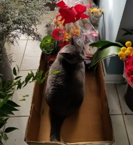Flower Shop Cats