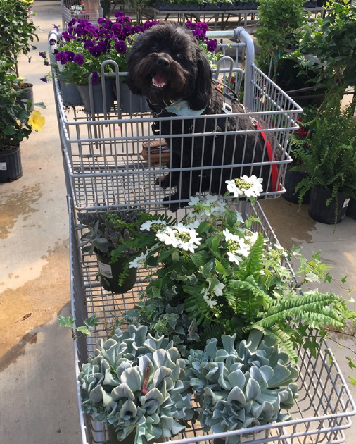 The cutest Flower Shop Pets 
