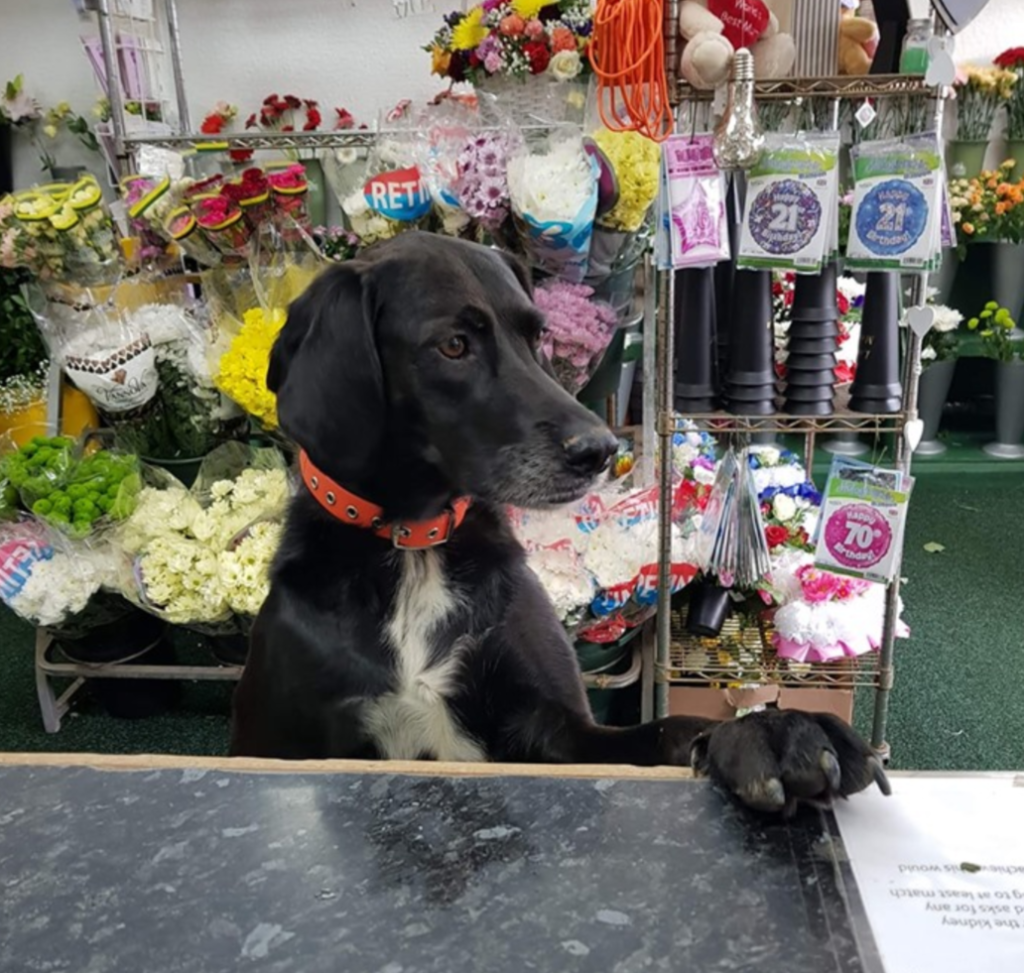 Flower shop cute dogs 