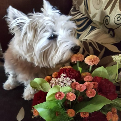 Florist dogs