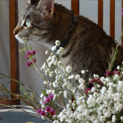 Flower Shop Cats