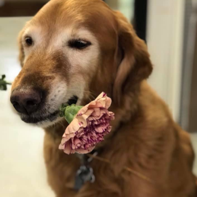 Dogs with flowers