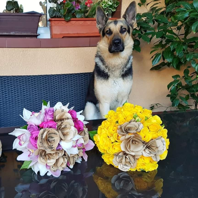 Flower shop dogs