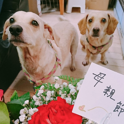 Florist Dogs