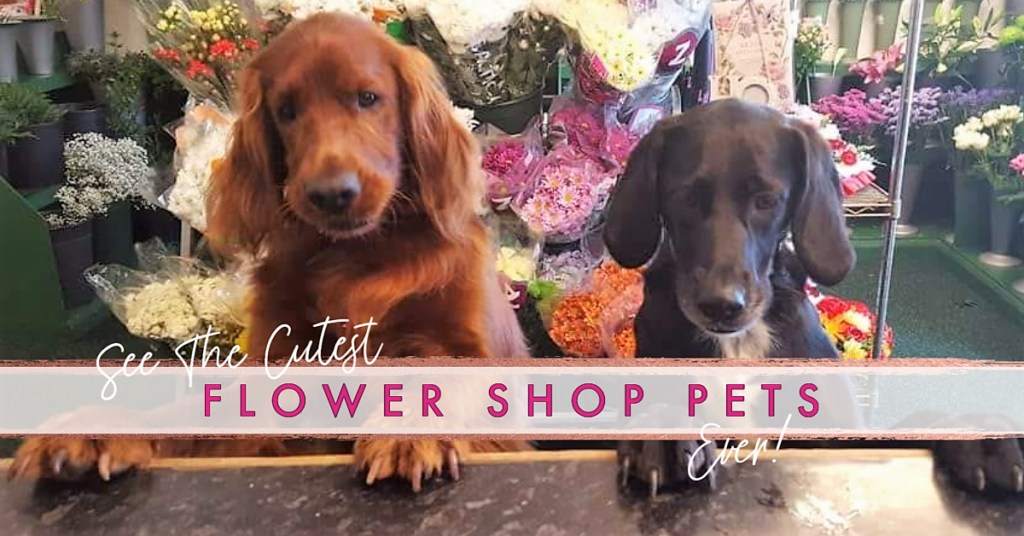 Florists Bring Their Pets To The Flowers Shop