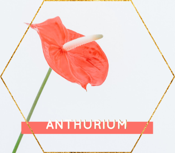 ANTHURIUM