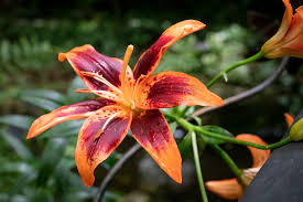 Tiger Lily 