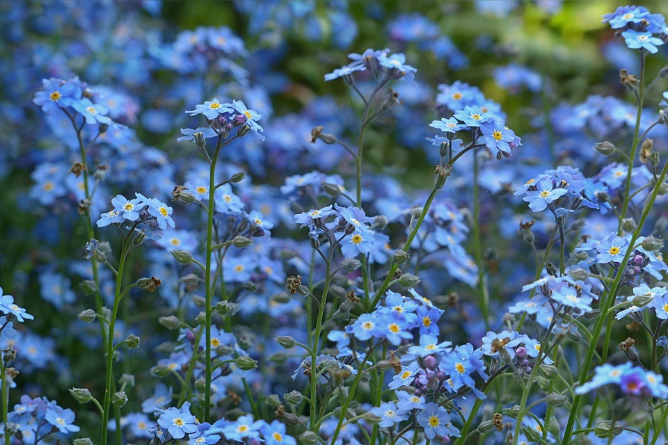 forget-me-not-